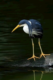 水边站立的长腿鹭鸟