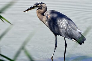 水边伫立的灰鹭
