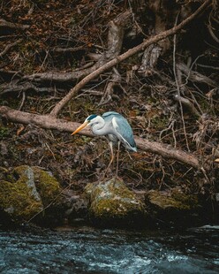 河畔栖于树枝的灰鹭