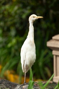 站立的白色鹭鸟