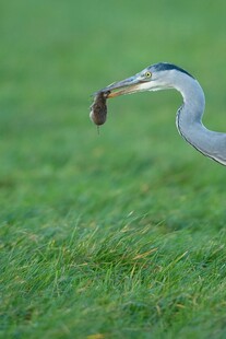 灰鹭草地衔物瞬间