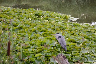 水边绿丛中的灰鹭