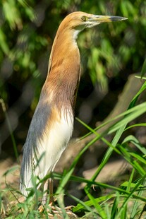 池鹭栖息于翠绿草丛中