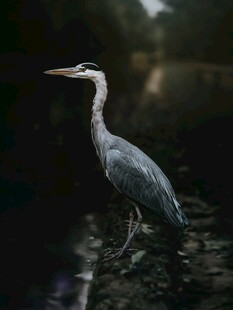 水边伫立的灰鹭