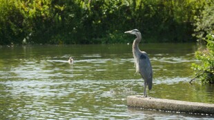 水边鹭鸟静立赏景