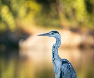 水边伫立的灰鹭