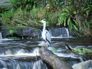 溪边鹭立木 自然野趣景