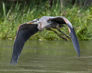 蓝鹭水面展翅飞翔