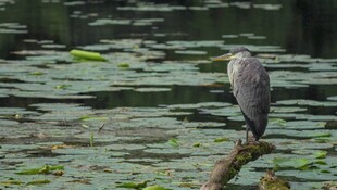 灰鹭立于水边枝桠