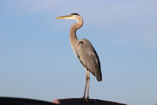 车顶站立的灰鹭
