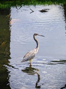 水中伫立的优雅鹭鸟