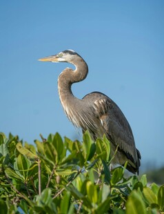 蓝鹭立于绿植上眺望