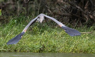 灰鹭展翅飞翔于绿野间