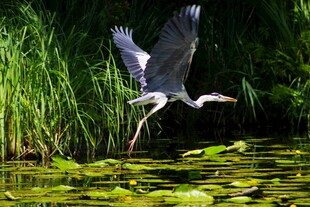 灰鹭于荷塘间展翅飞翔