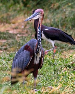 湿地中的两只大型涉禽