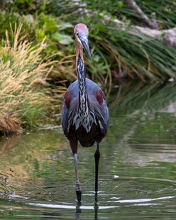 水中站立的优雅长脚鹭鸟