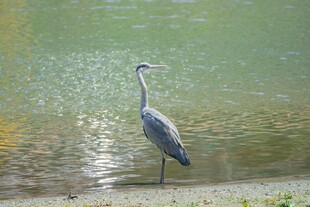 水边伫立的灰鹭