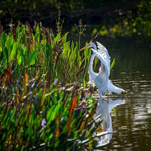 白鹭水中捕食优美瞬间
