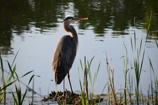 水边伫立的灰鹭