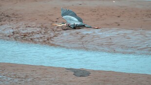 河边休憩的鸟儿