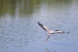 苍鹭水面展翅飞翔瞬间