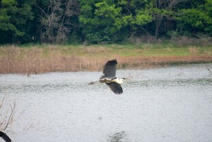 湖畔飞鸟展翅翱翔