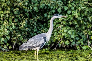 灰鹭立于绿意盎然的水边