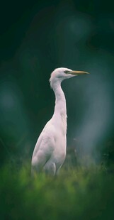 白鹭静立于绿意之中