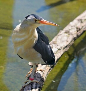 水边栖息的长嘴鸟