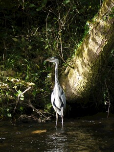 溪边白鹭静立赏自然