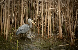 灰鹭立于芦苇间的静谧画面