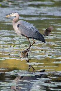 灰鹭立于水面倒影中