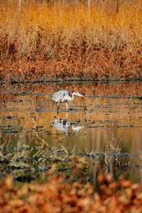 秋日湿地中的优雅白鹭