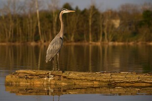 湖畔木上的灰鹭