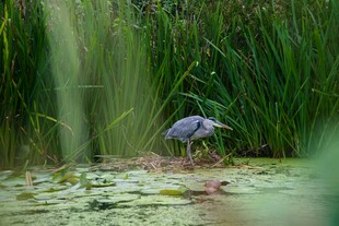 水畔觅食的灰鹭
