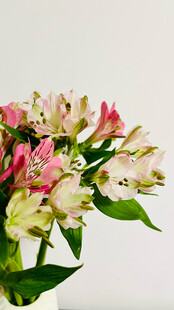 粉色白色相间美丽花束