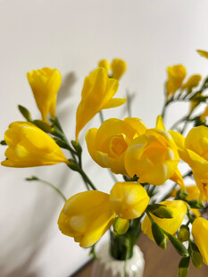 黄色小苍兰插于白色花瓶中