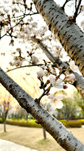 春日绽放的樱花树枝