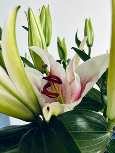 清新百合花绽放