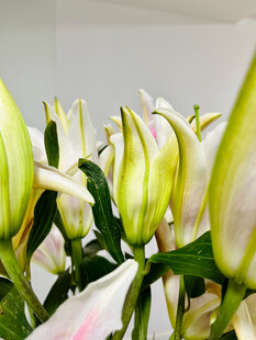 清新绽放的白色百合花