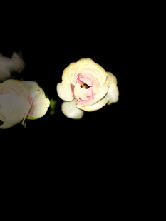 白色玫瑰特写