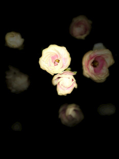 夜中绽放的柔美花朵