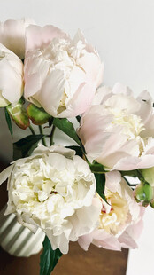 白色芍药花束优雅绽放