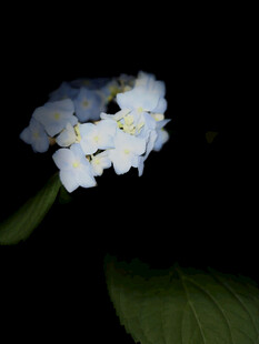 白色绣球花特写