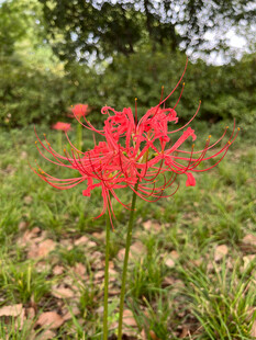 娇艳红色彼岸花绽于草地