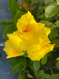 娇艳黄色花朵绽放