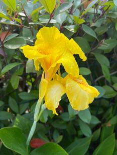 黄色鸢尾花绽放