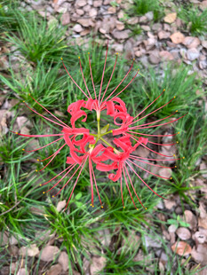 娇艳红色彼岸花