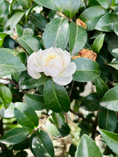 洁白山茶花绽放绿叶间