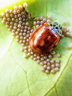 瓢虫与卵在绿叶上